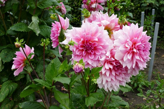 Pink Dahlias with Buds