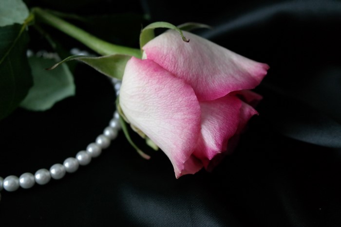 Pink rose with pearls