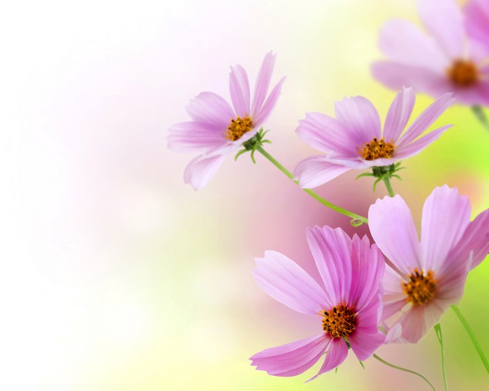 Pink Cosmos Flowers
