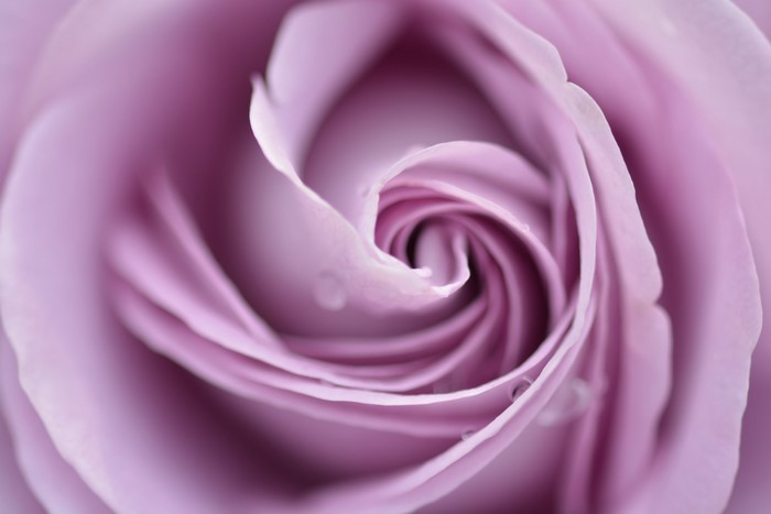 Close-up of a purple rose with water droplets