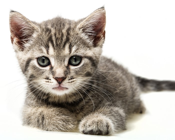 Kitten looking forward on white background