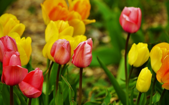 4K Tulips Closeup