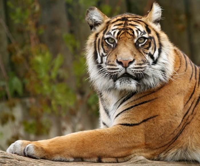Tiger lying on a log looking at the camera