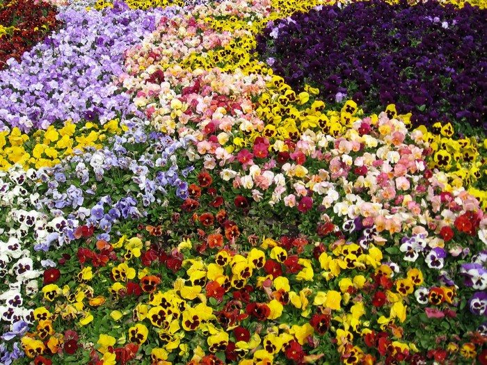 A field of colorful pansies in bloom
