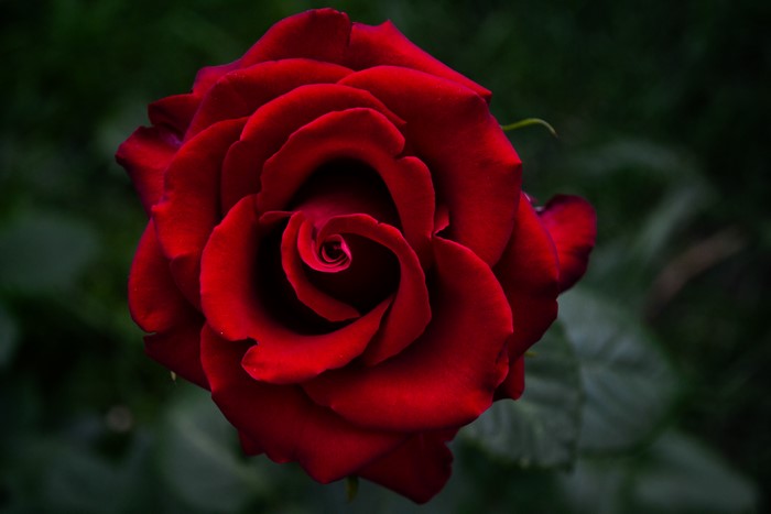 4K Red Rose Closeup