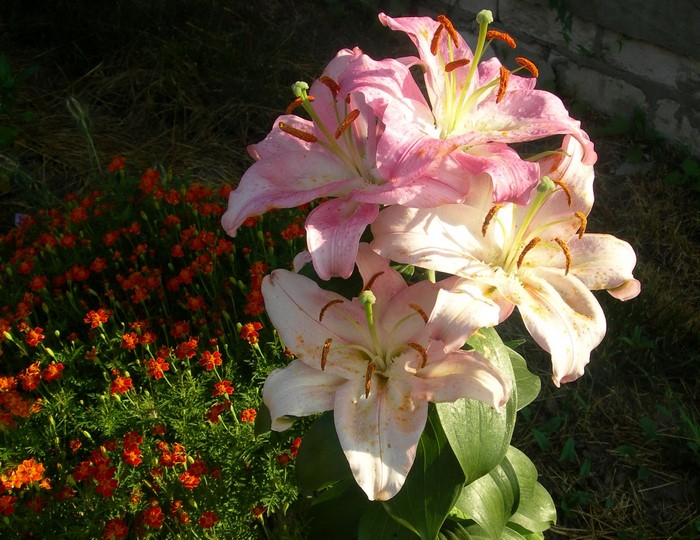 Pink and white lilies with orange flowers