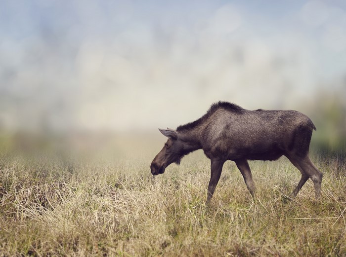 Moose walking in a grassy field