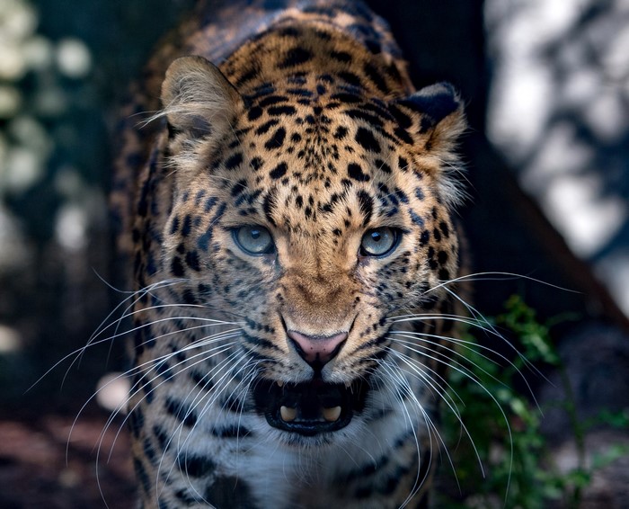 Close-up of a leopard's face