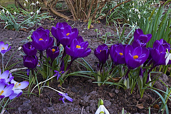 Purple and white crocuses blooming in the garden