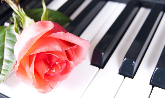 Pink rose on piano keys