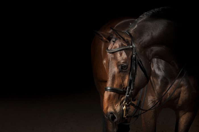 4K Horse with Bridle on Black Background