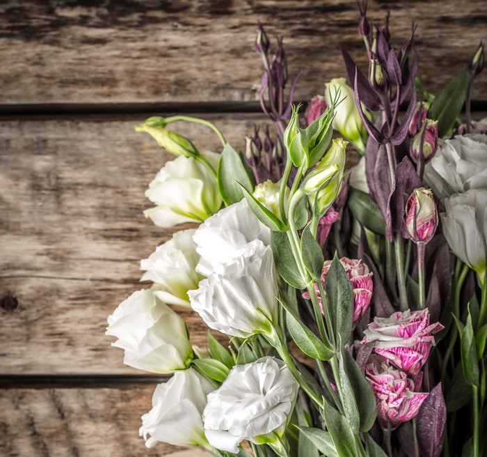 4K Closeup of Eustoma Flower Buds