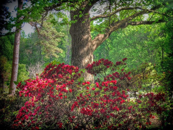 Rhododendron bushes in front of a large tree at Honor Heights Park