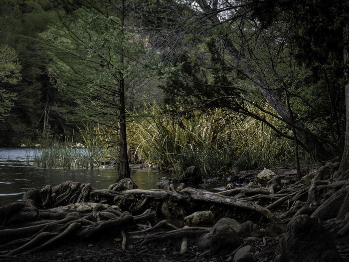 Lake and forest with exposed tree roots in Texas