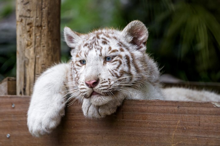 White Tiger Cub Lying Down