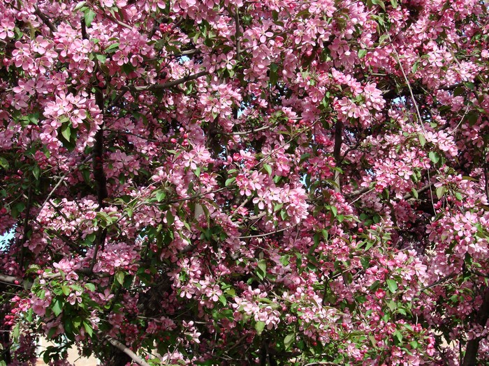 Pink flowering tree in bloom