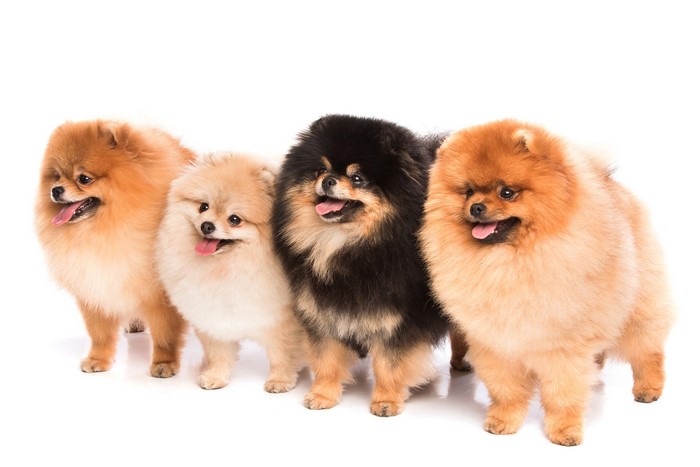Four Pomeranian Dogs on White Background