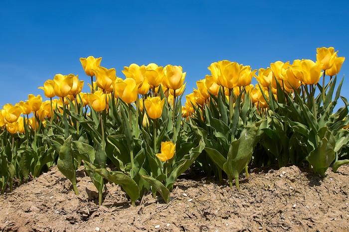 Field of Yellow Tulips Under a Blue Sky