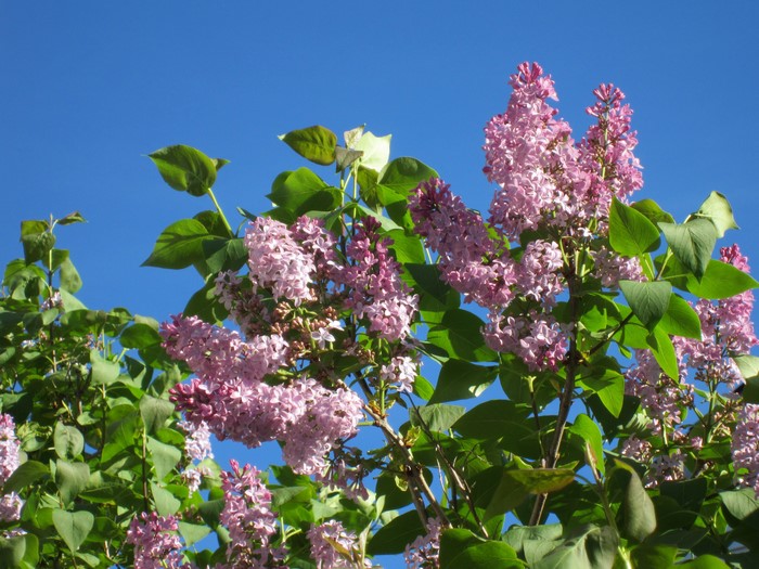 Pink Lilac Flowers and Green Leaves Against Blue Sky