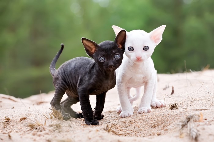 Two Cornish Rex kittens on sand