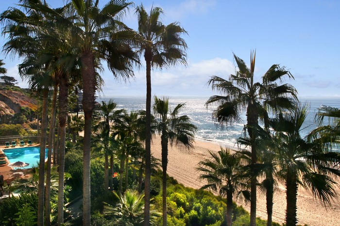 Palm Trees Overlooking Beach and Ocean in Laguna Beach