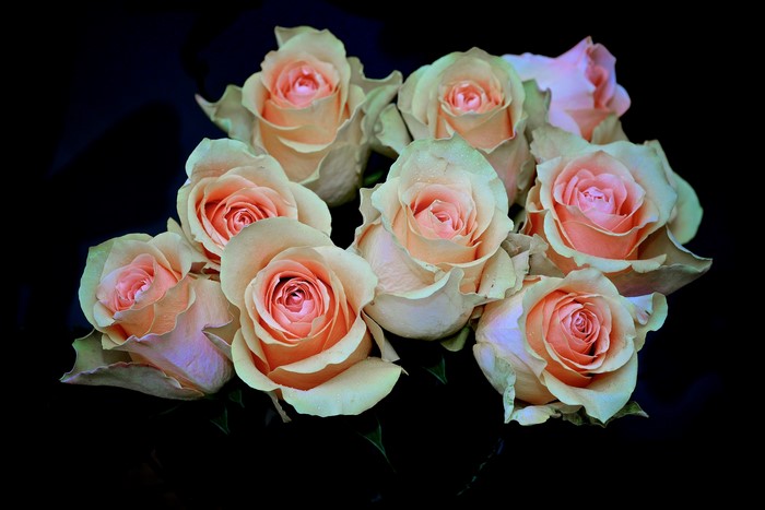 Peach and pink roses on a black background