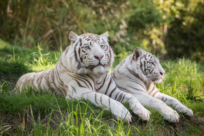 Two white tigers lying on grass