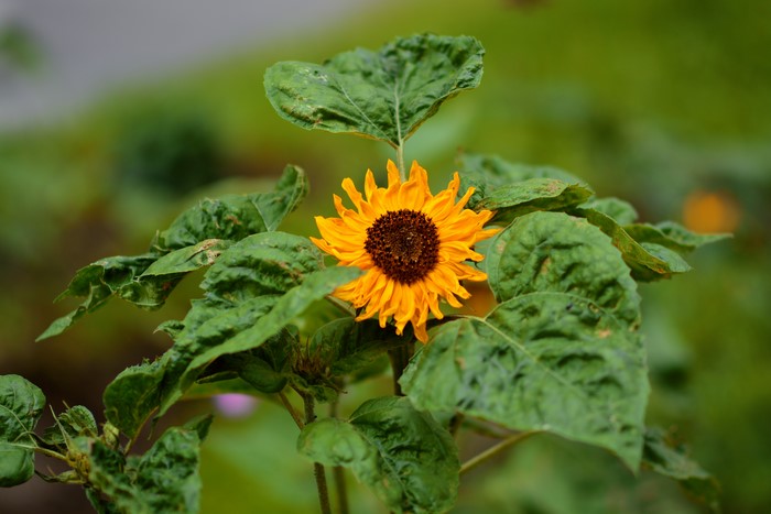 Sunflower with green foliage