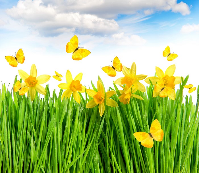 Yellow Daffodils and Butterflies in Green Grass