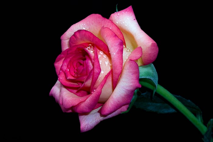 Pink and yellow rose with water droplets on black background