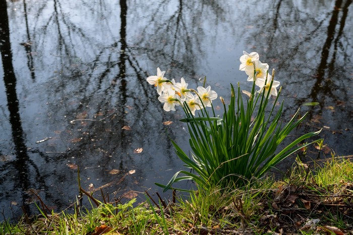 Daffodils by a Lake with Tree Reflections