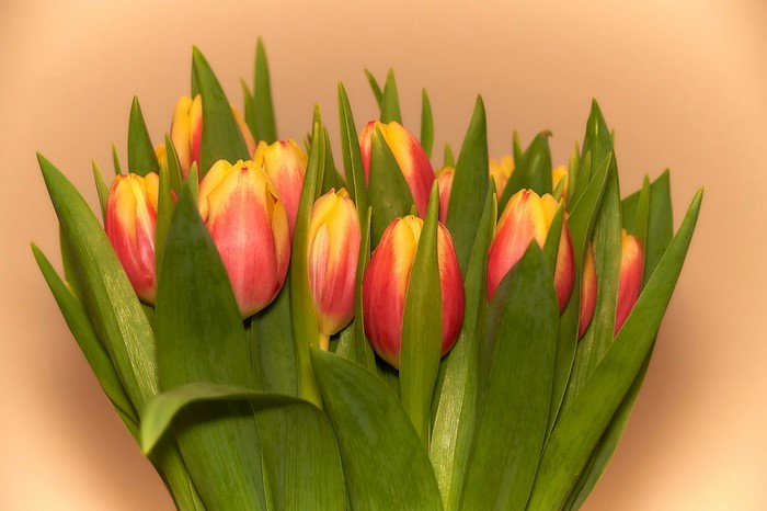 Bouquet of red and yellow tulips