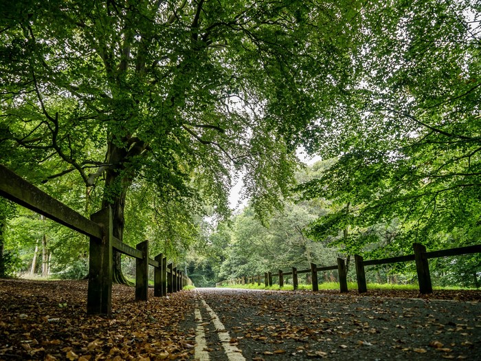 Road with fence and trees in autumn