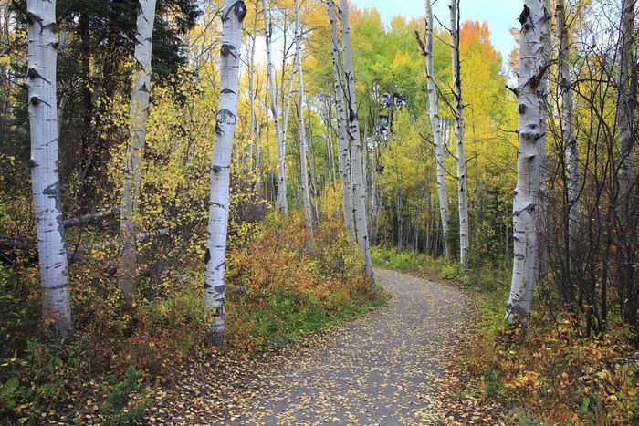 Autumn forest path with birch trees