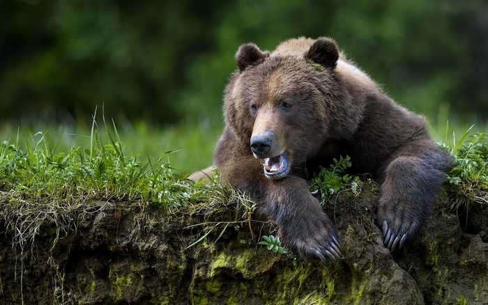 Brown bear lying on a grassy bank