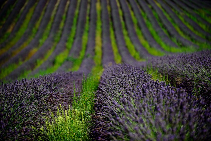 Lavender Fields