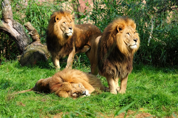 Three Lions in a Grassy Area