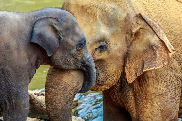 Two elephants, one adult and one cub, embracing