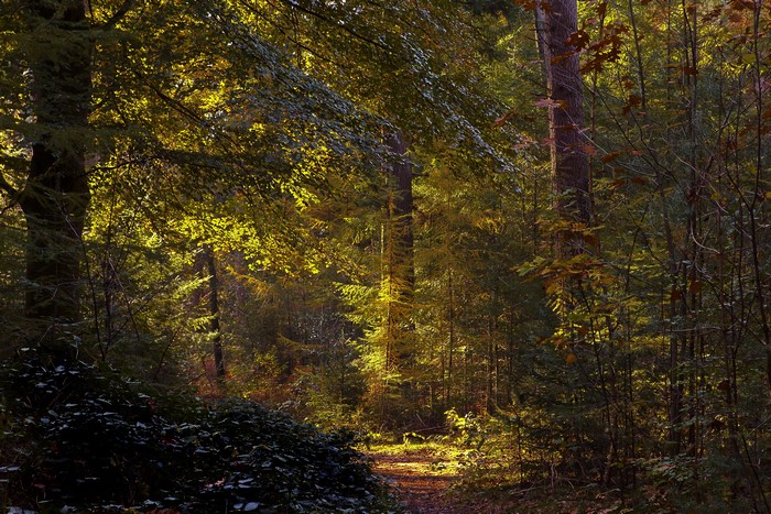 Sunlight filtering through trees in a forest