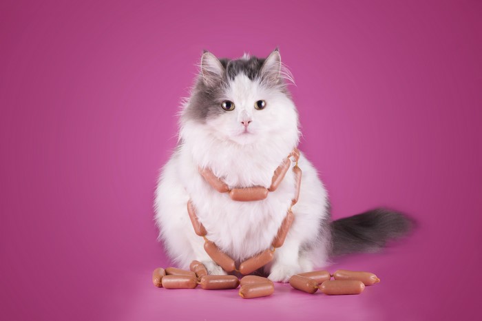Fluffy cat with sausages on pink background
