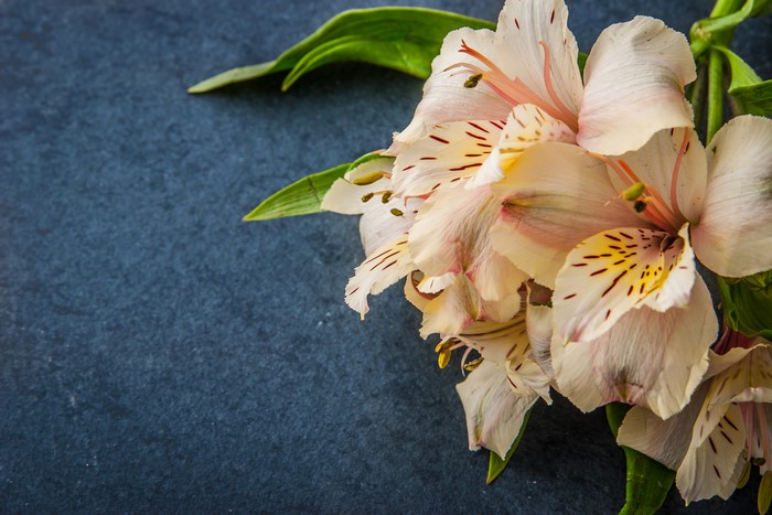 Alstroemeria flowers on a dark background