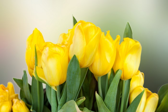 Yellow Tulips Closeup