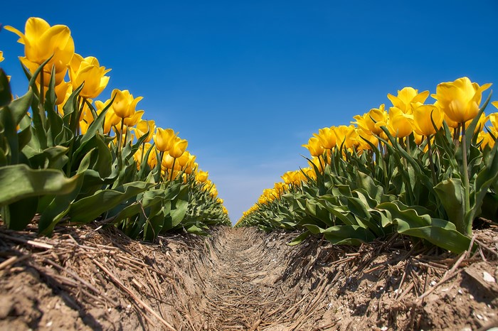 Yellow Tulips Field Under Blue Sky
