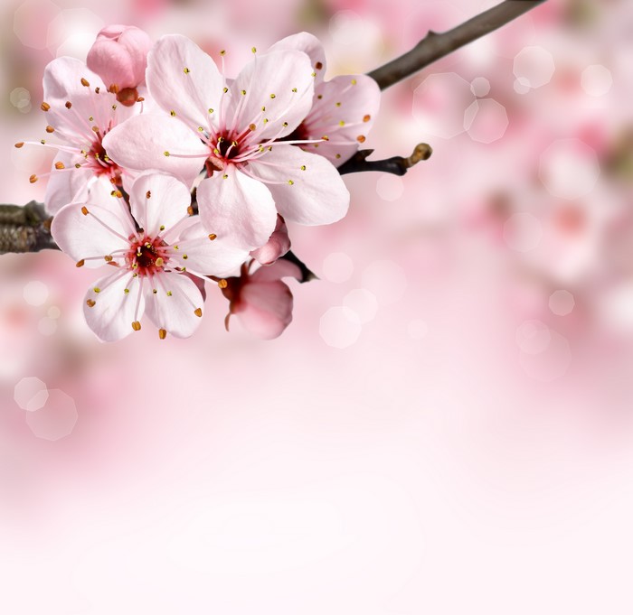 Sakura flowers on a branch