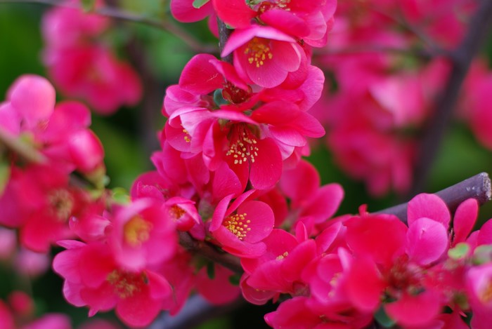 Closeup of bright pink quince flowers on a branch