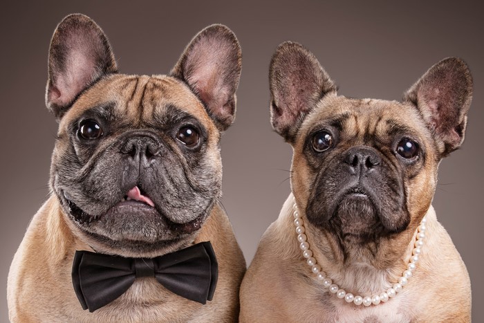 Two French Bulldogs with Bowtie and Pearls