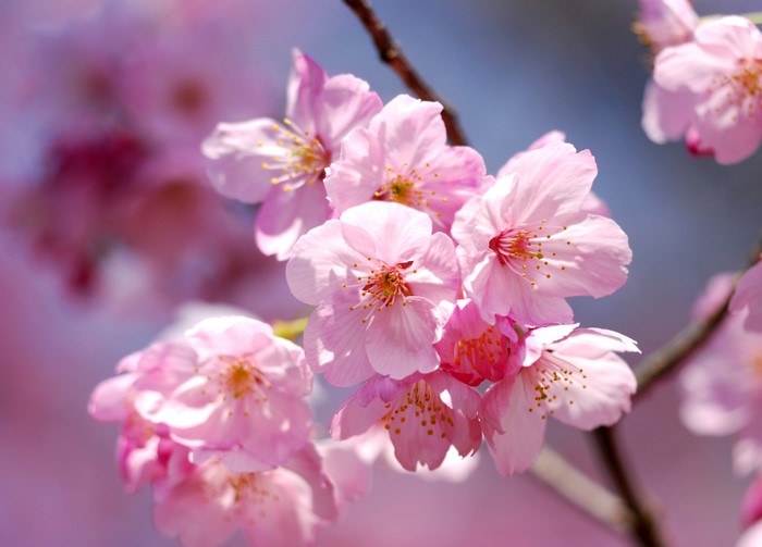 Close-up of pink cherry blossoms on a branch