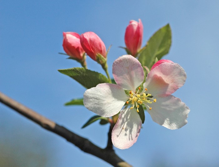 Apple blossom flower and buds on a branch
