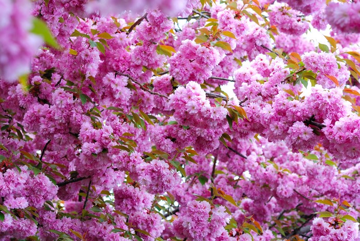 4K Pink Sakura Flowering Trees