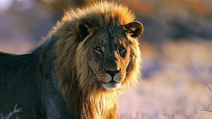 Lion with golden mane in savanna